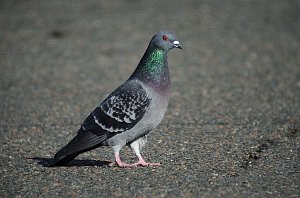 Dove, Rock Pigeon, 2012-01287607 Gloucester, MA